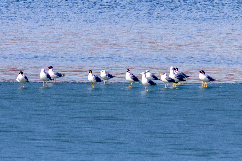 Pallas`s Gull