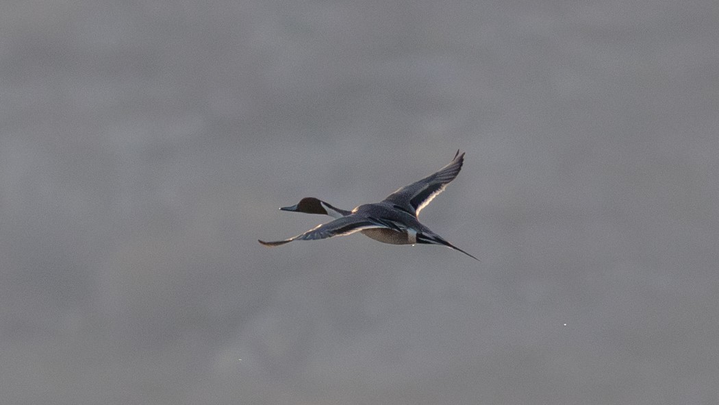 Northern Pintail