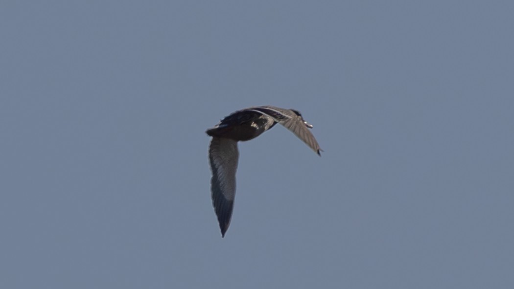 Mallard