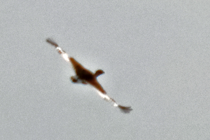Little Bustard