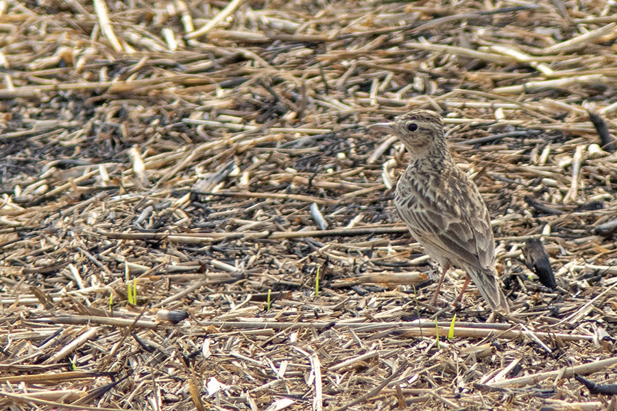 Oriental Skylark