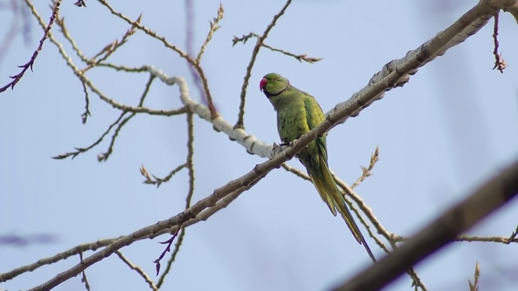Rose-ringed Parakeet