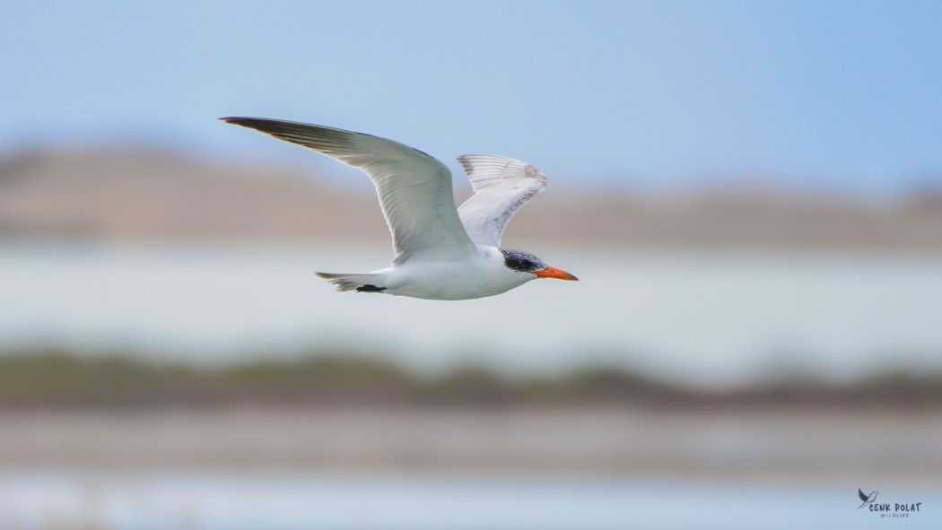 Caspian Tern