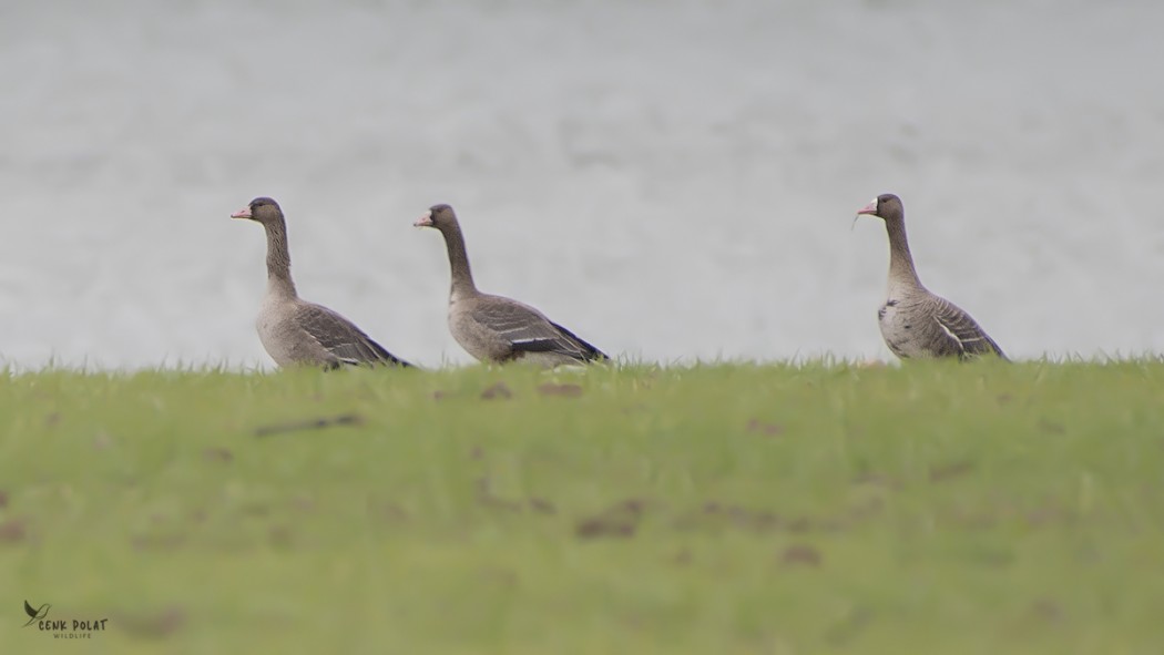 Greater White-fronted Goose