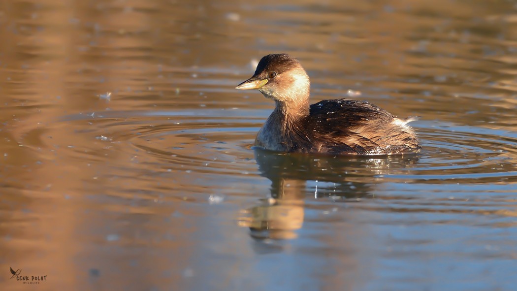 Little Grebe