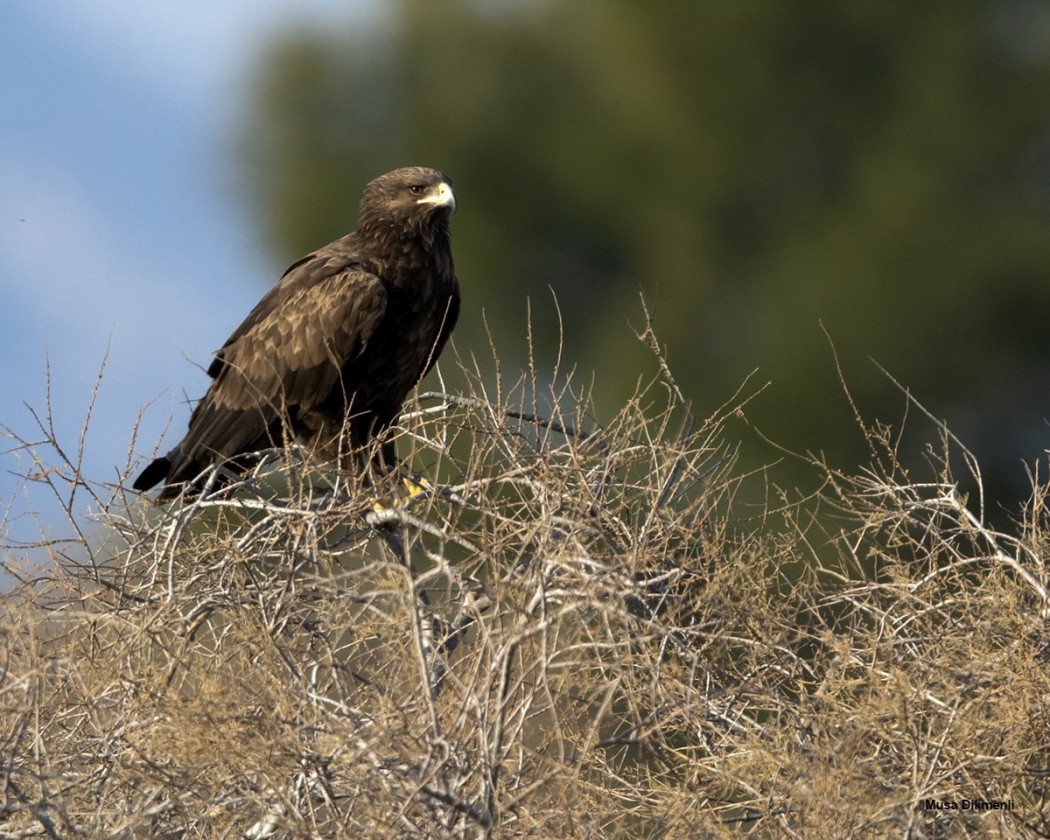 Greater Spotted Eagle