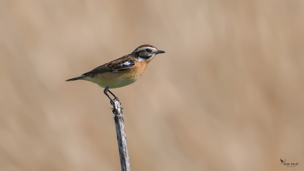 Whinchat