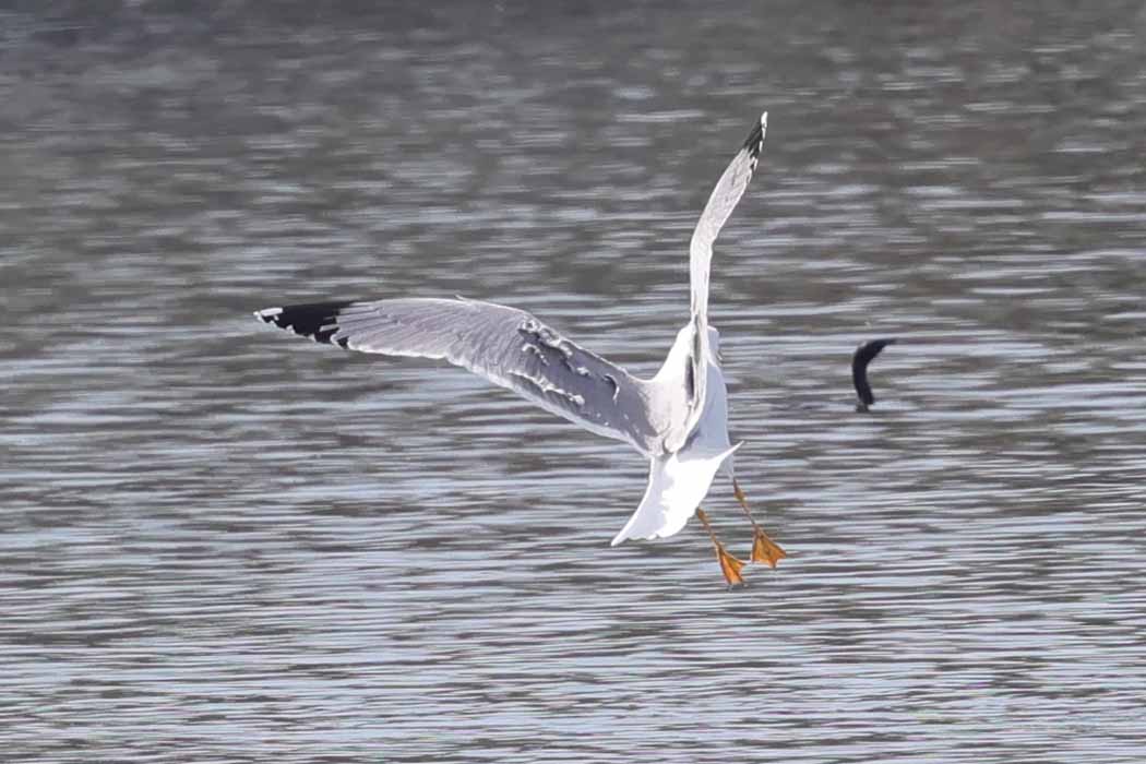 Common Gull