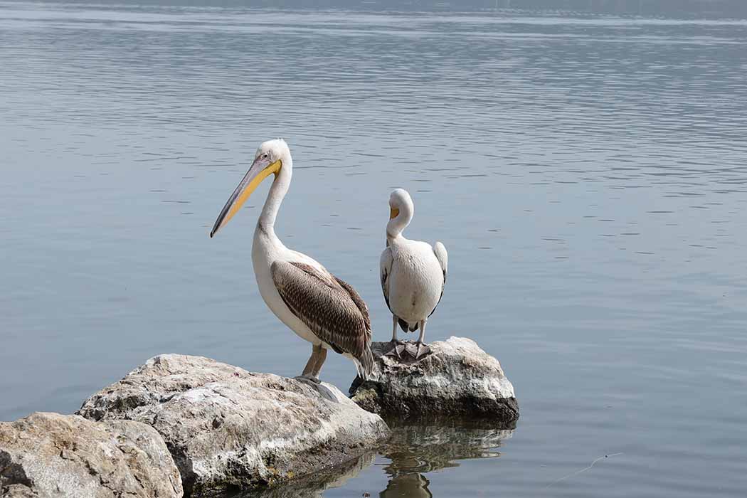 Great White Pelican