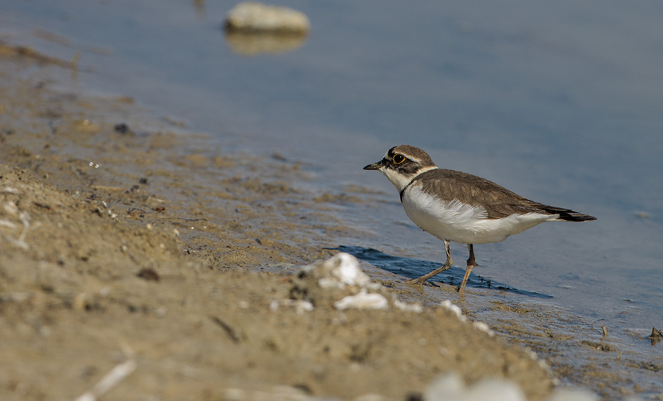 Little Ringed Plover