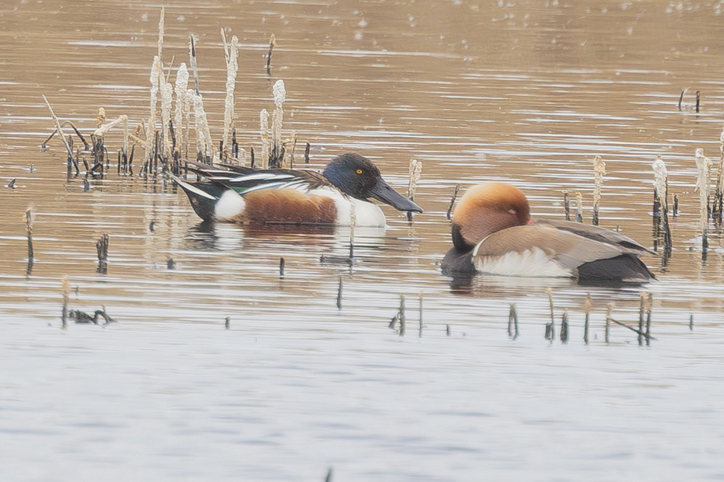 Northern Shoveler