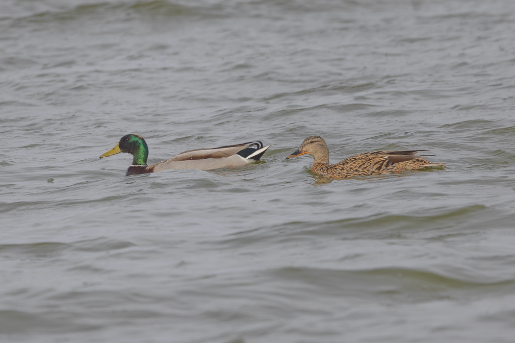 Mallard