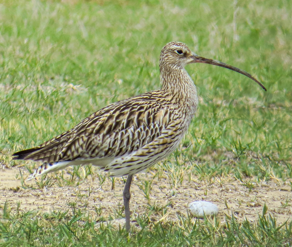 Eurasian Curlew