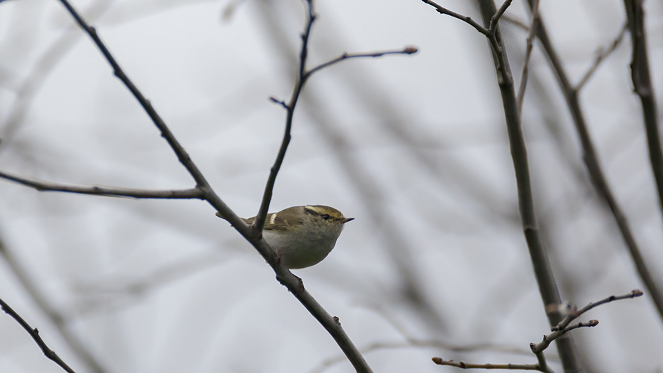 Pallas`s Leaf Warbler
