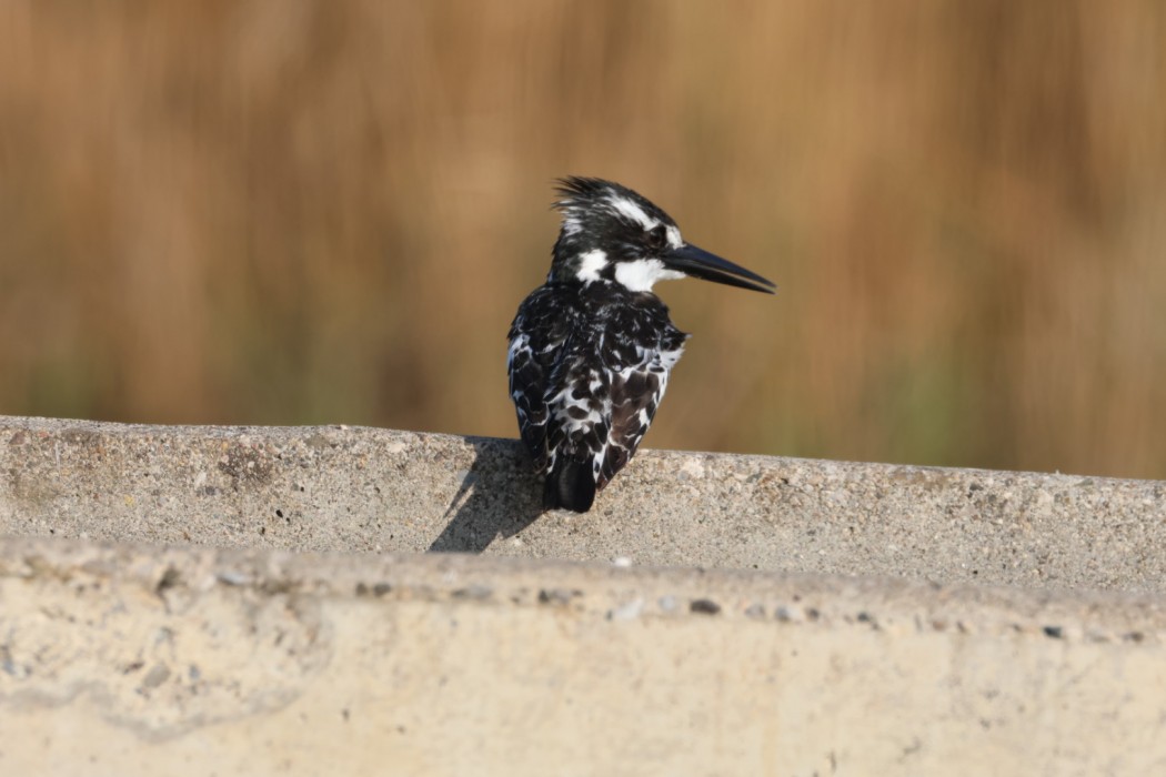 Pied Kingfisher