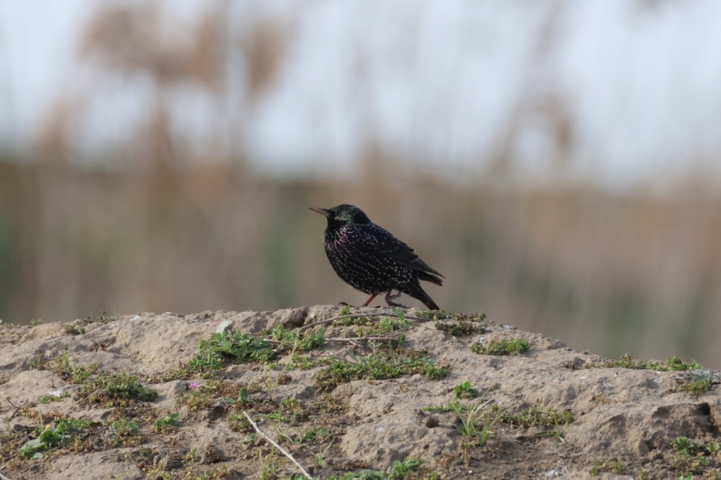 Common Starling
