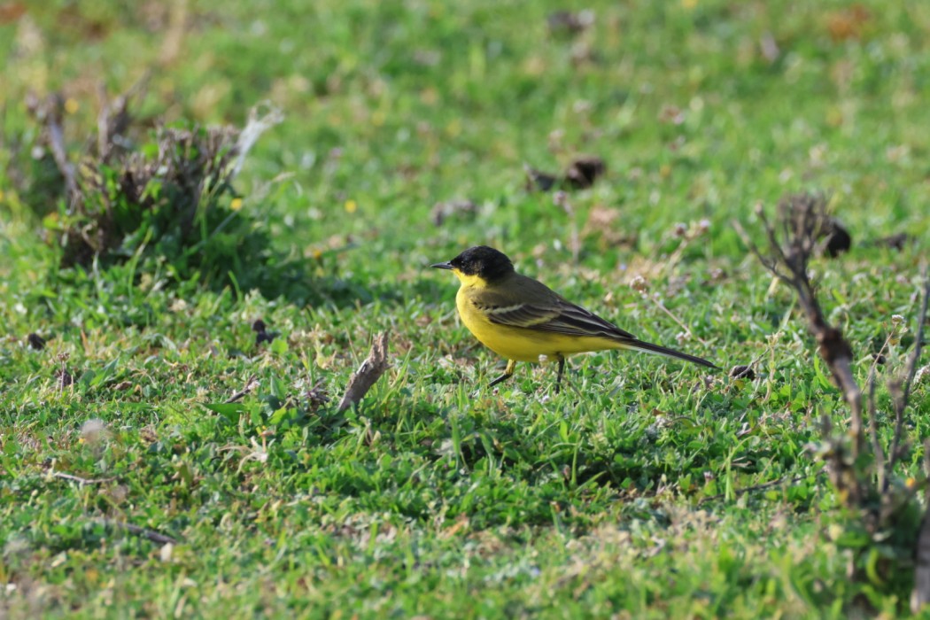 Western Yellow Wagtail