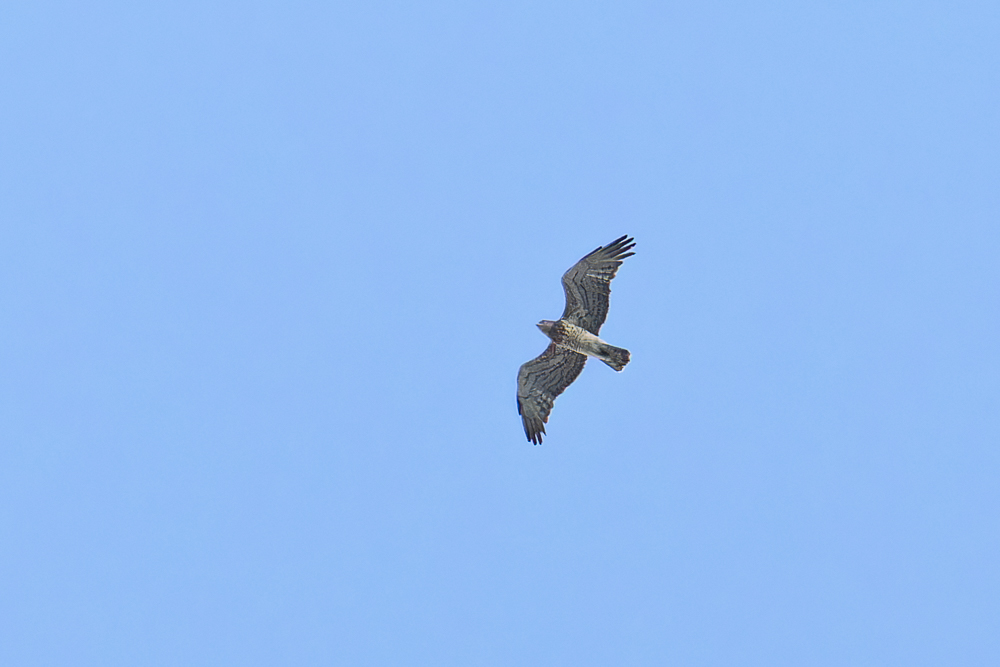 Short-toed Snake Eagle