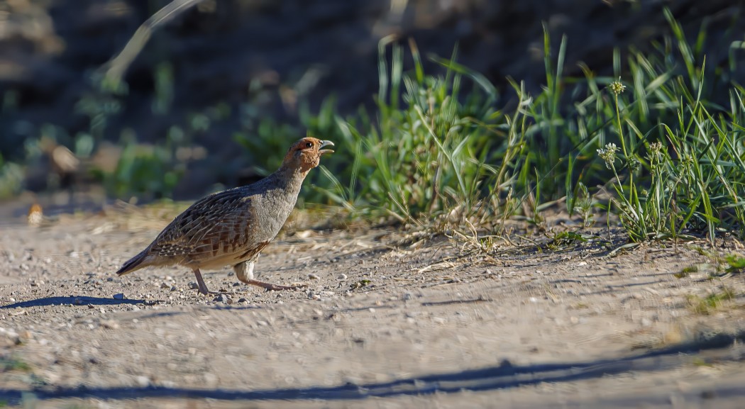 Grey Partridge