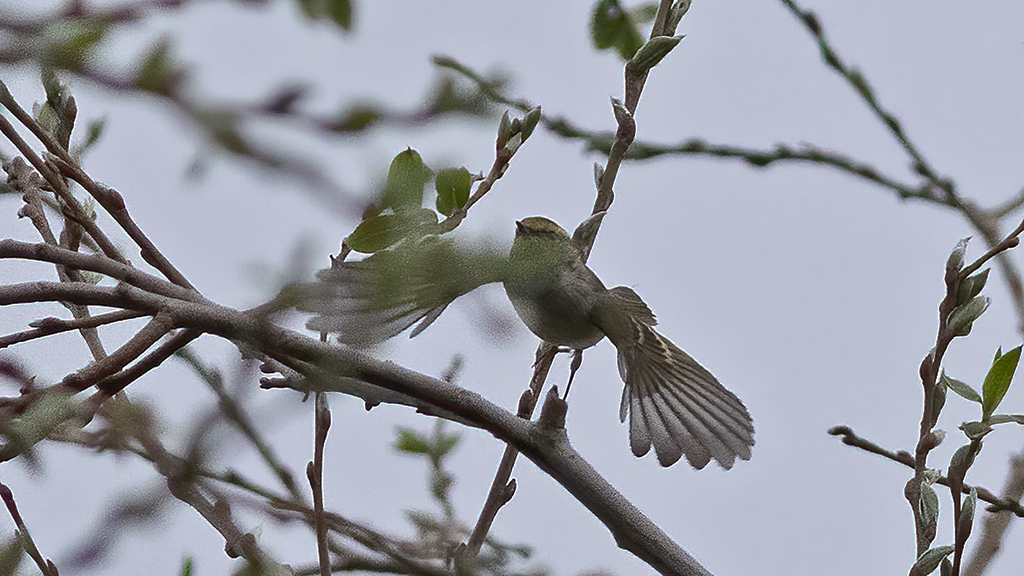 Pallas`s Leaf Warbler
