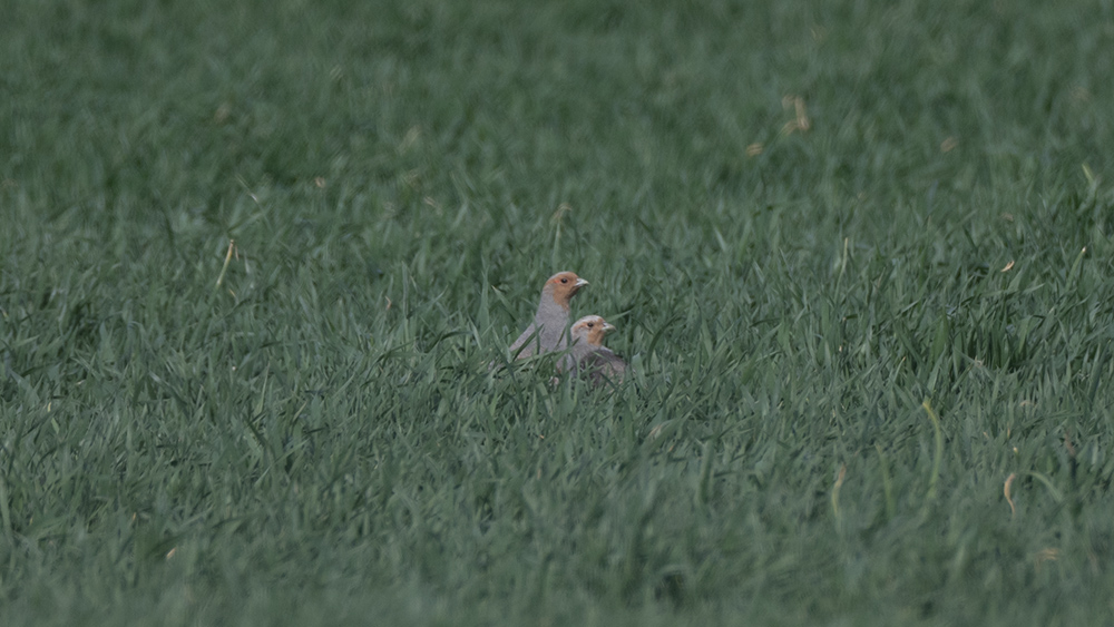 Grey Partridge