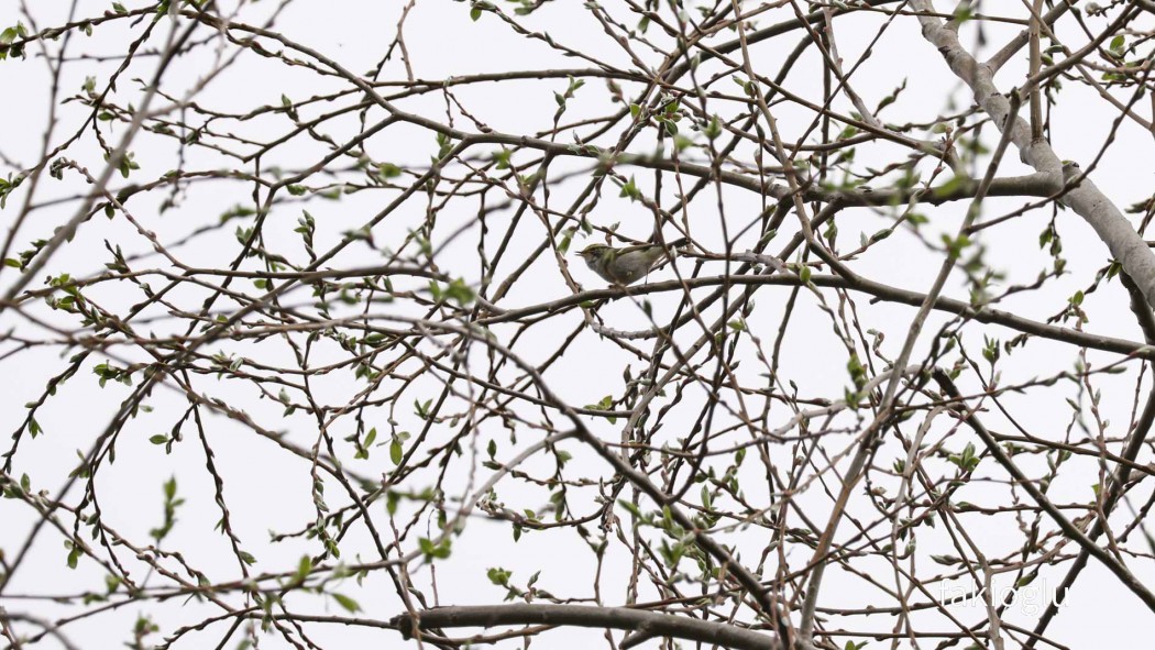 Pallas`s Leaf Warbler