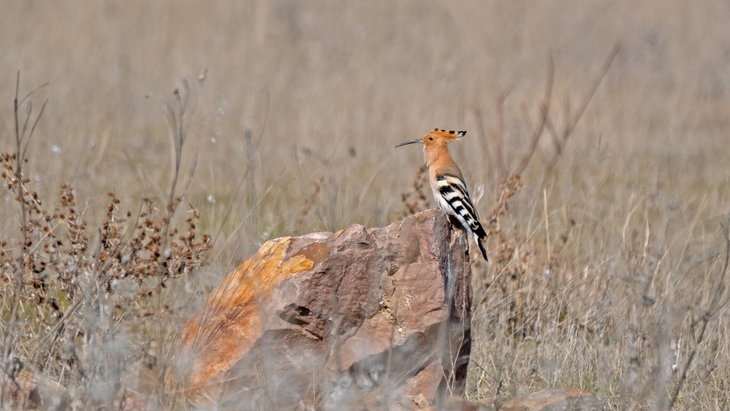 Common Hoopoe