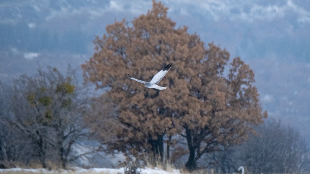 Hen Harrier