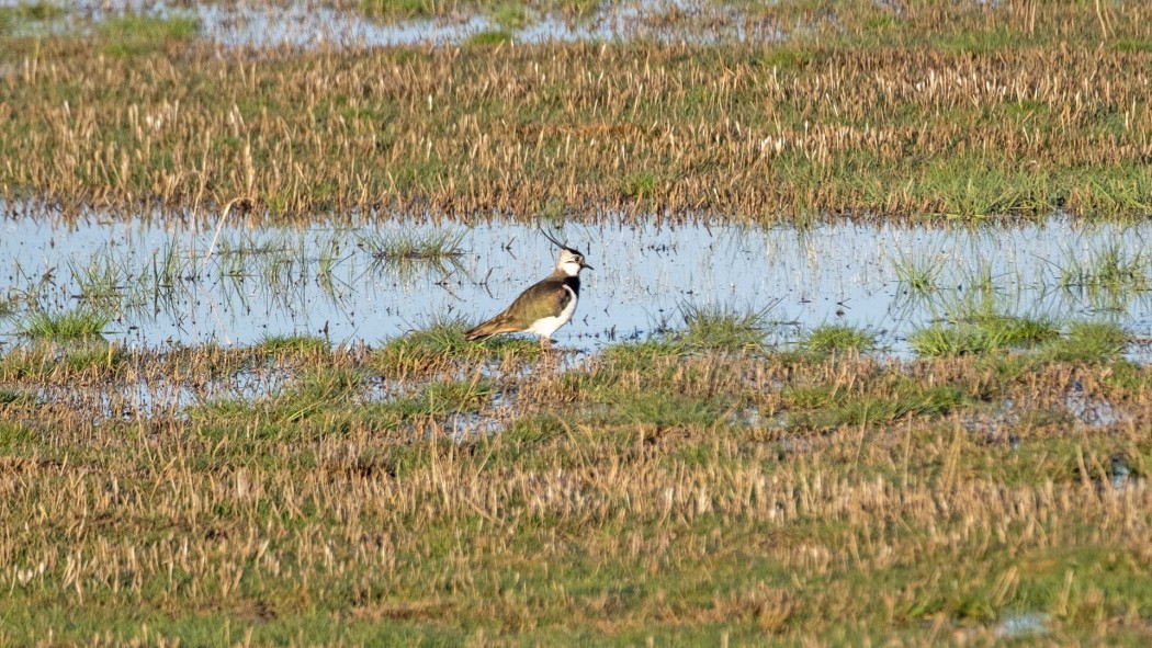 Northern Lapwing