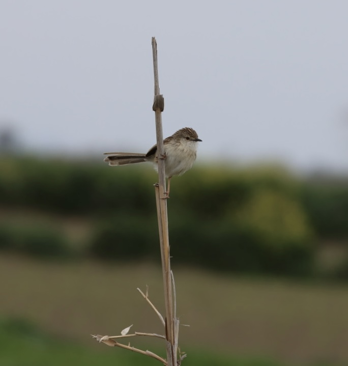 Delicate Prinia