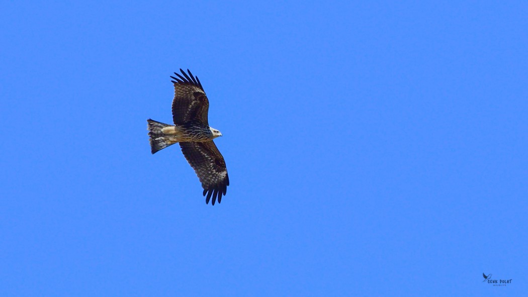 Black Kite