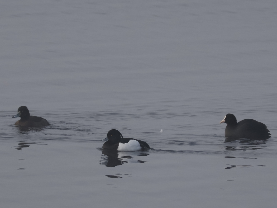 Tufted Duck