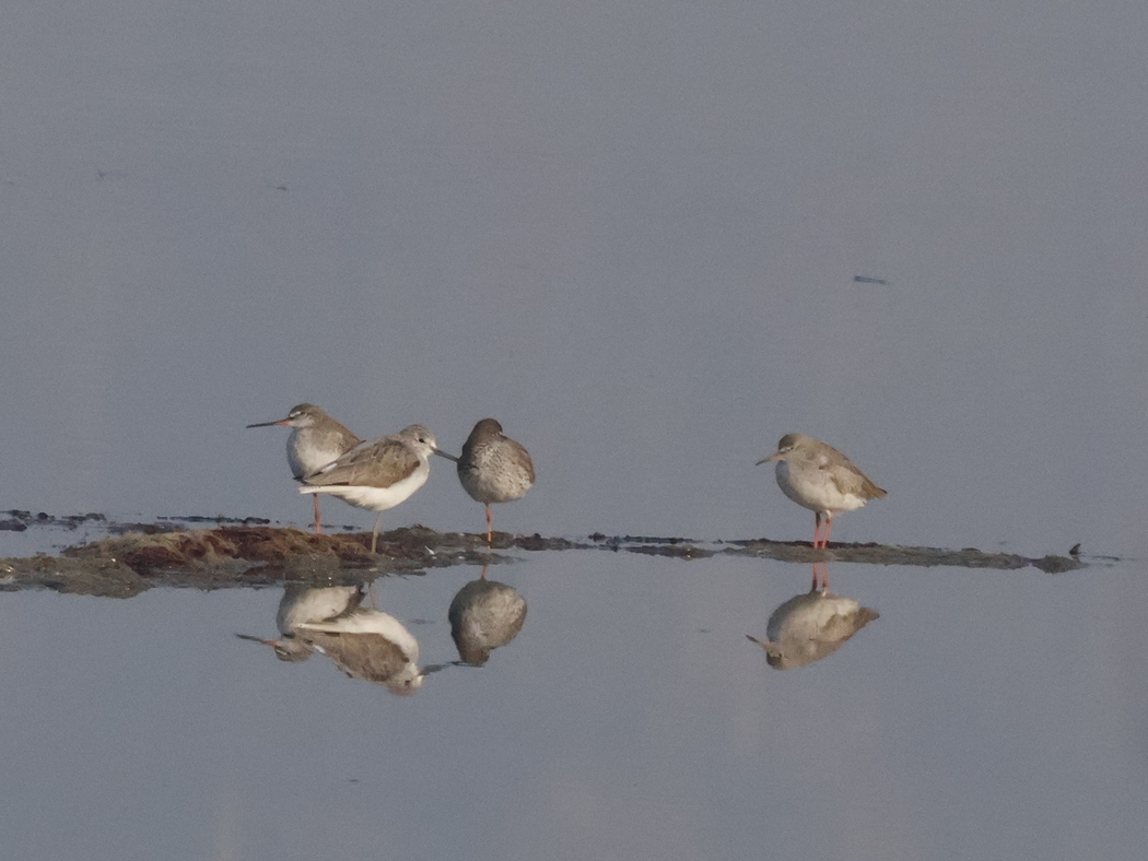 Common Greenshank