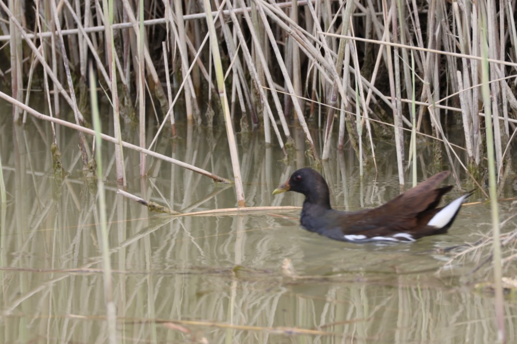 Common Moorhen