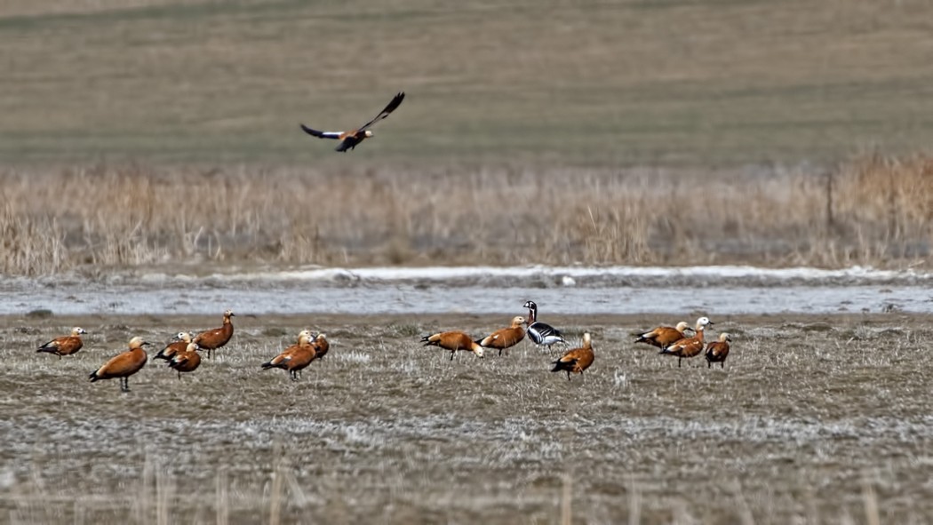 Red-breasted Goose