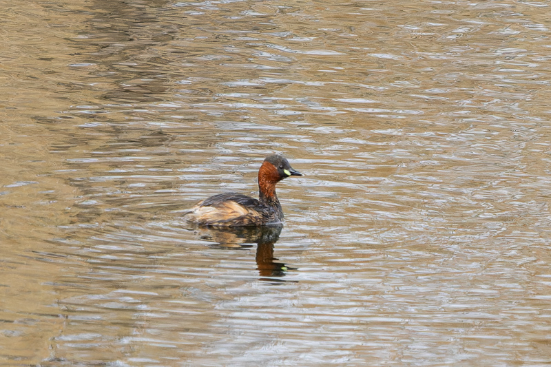 Little Grebe