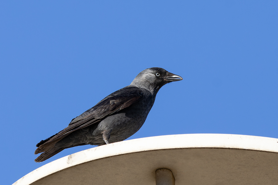 Western Jackdaw