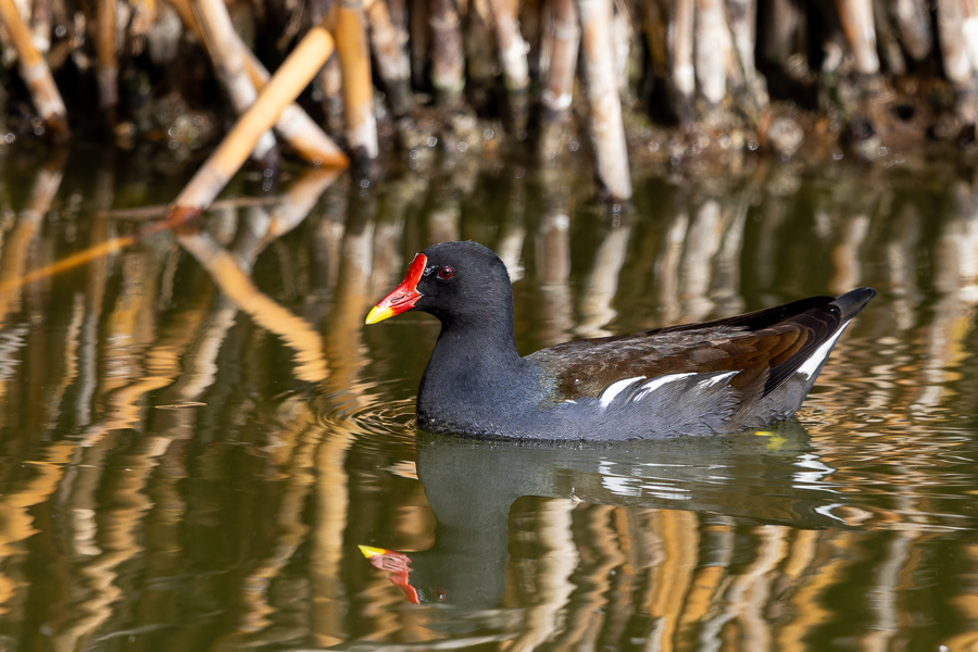 Common Moorhen
