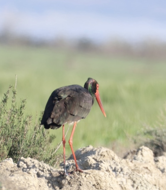 Black Stork