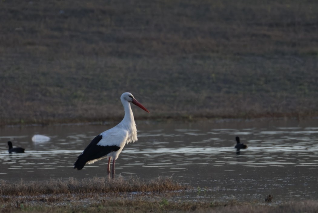 White Stork