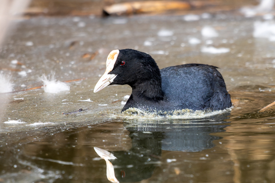 Eurasian Coot