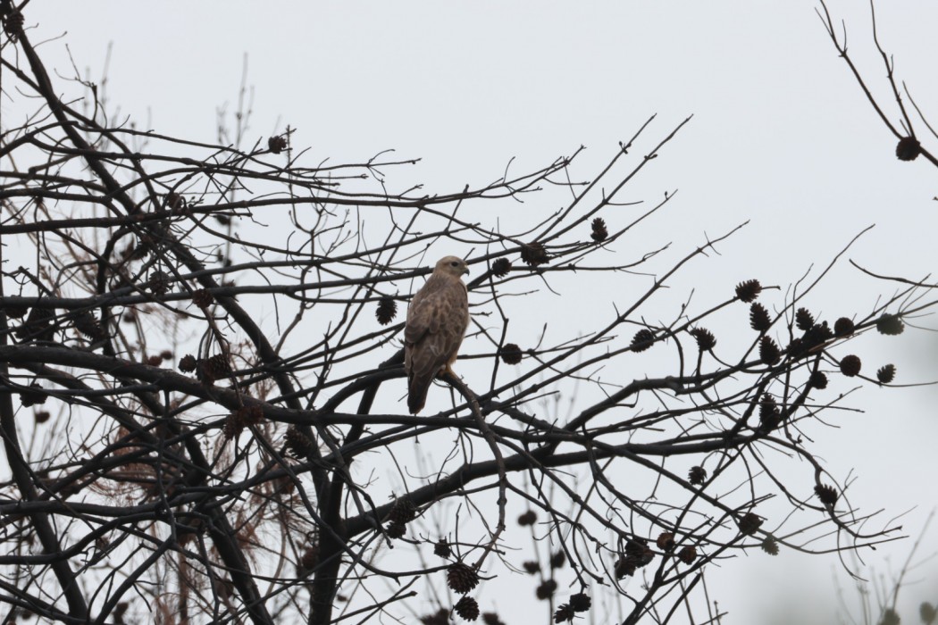 Long-legged Buzzard