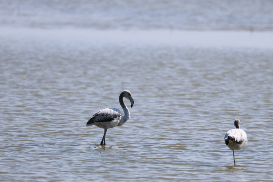 Greater Flamingo