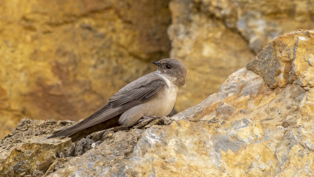 Eurasian Crag Martin