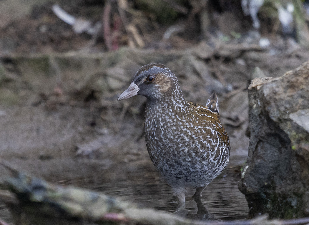 Spotted Crake
