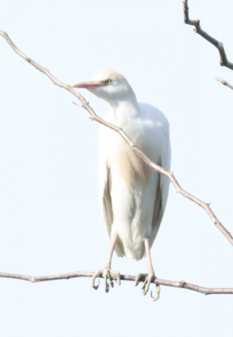 Western Cattle Egret