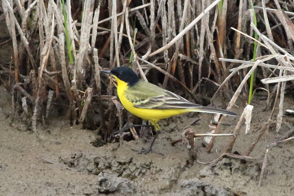 Western Yellow Wagtail