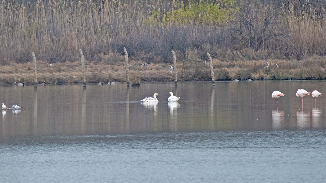 Mute Swan
