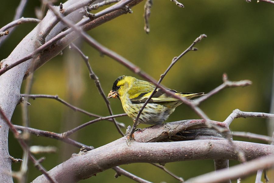 Eurasian Siskin