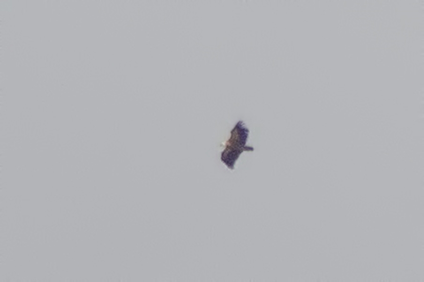 Griffon Vulture